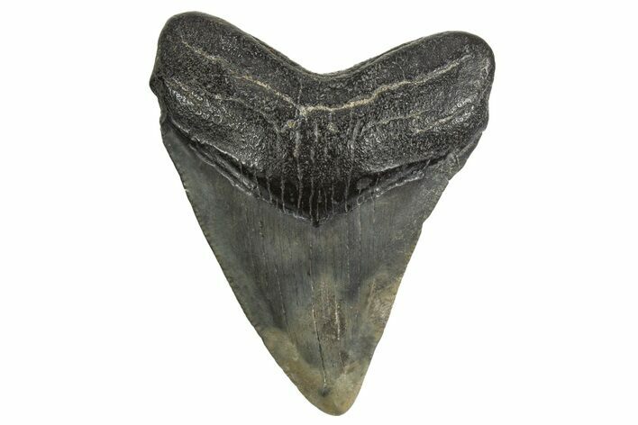 Juvenile Megalodon Tooth - South Carolina #340589